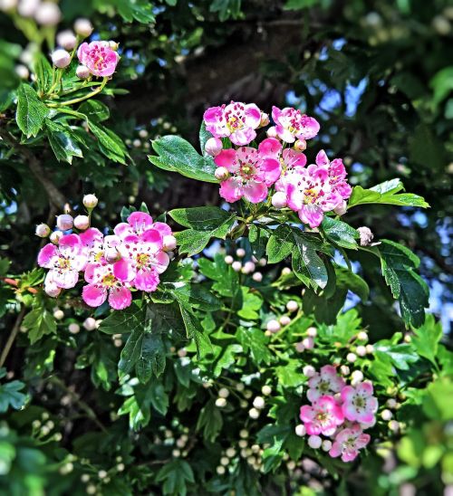 apple blossoms bush zieraepfel