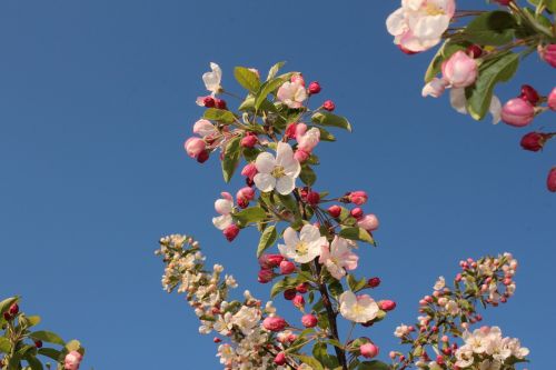 apple blossoms spring tree