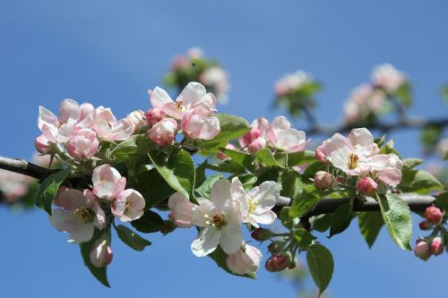 apple blossoms branch flower