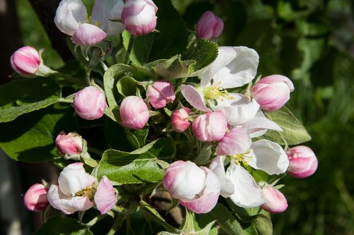 apple blossoms  flowers  apple tree