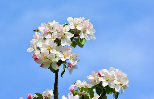 apple blossoms  apple tree  tree blossoms