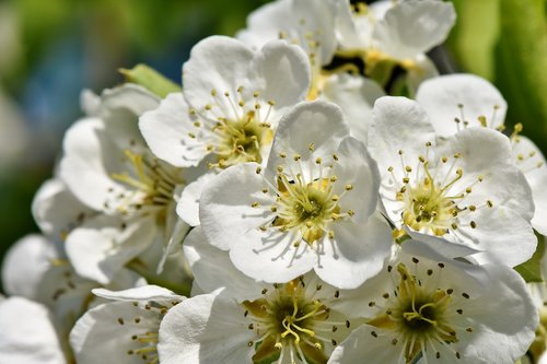 apple blossoms  apple tree  apple tree flowers