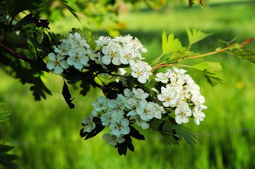 apple blossoms spring flower blossom