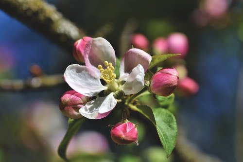 apple blossoms  apple tree  apple tree flowers