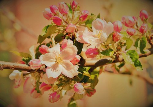 apple blossoms  apple tree  apple tree flowers