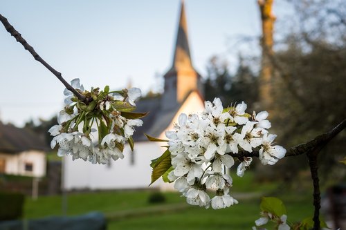 apple blossoms  apple tree  church