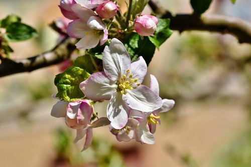 apple blossoms  apple tree  apple tree flowers