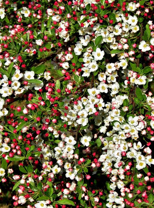 apple blossoms  bud  white