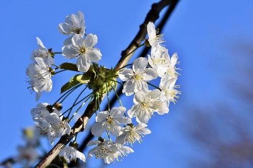 apple blossoms  apple tree  apple tree flowers