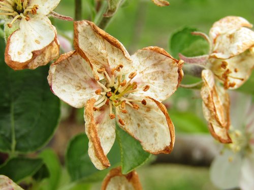 apple blossoms  white  withered