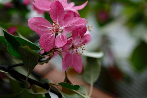 apple blossoms  paradise apple  pink