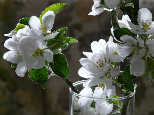 apple blossoms vase white