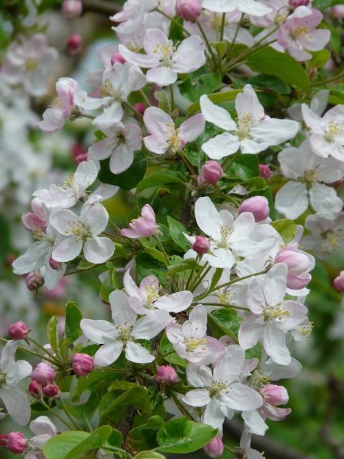 apple blossoms apple tree white