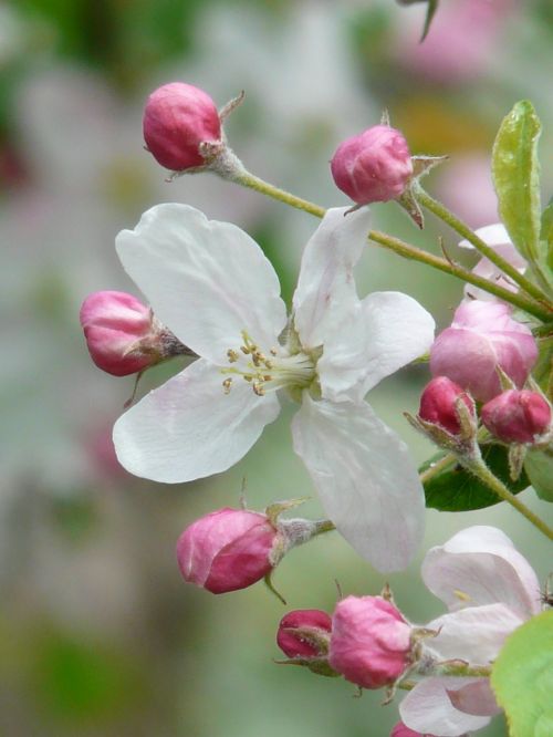 apple blossoms bud blossom