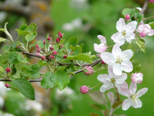 apple blossoms bud blossom