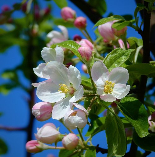 apple flower  blooming  spring