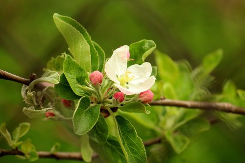 apple flower  spring  apple