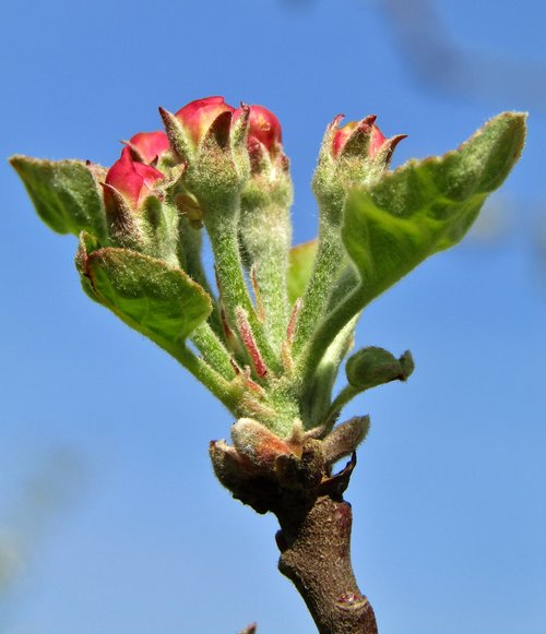 apple flower bud  bud  pink