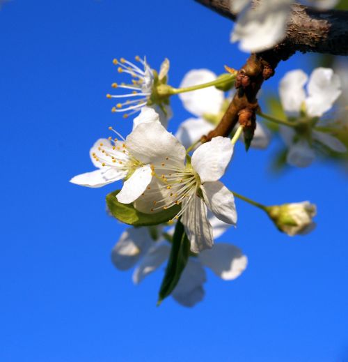 apple flowers blue sky spring