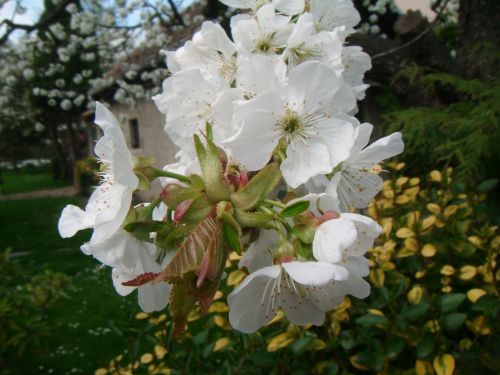 Apple Flowers