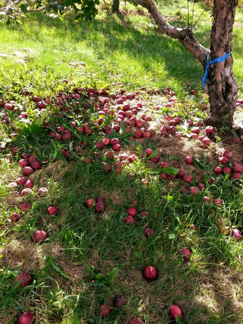 Apple On The Ground