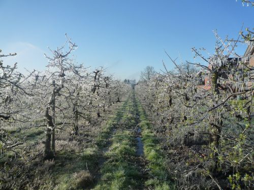 apple orchard apple tree ice