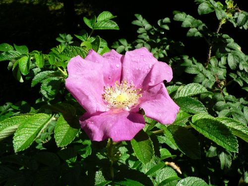 apple rose flower rose