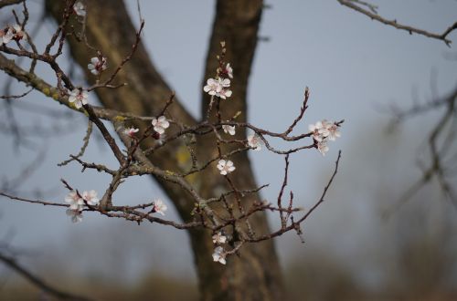 apple tree flowering spring
