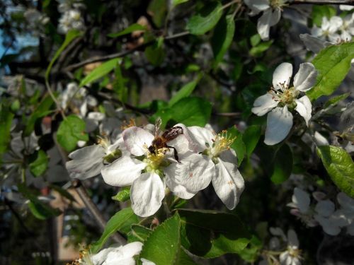 apple tree bee flowers