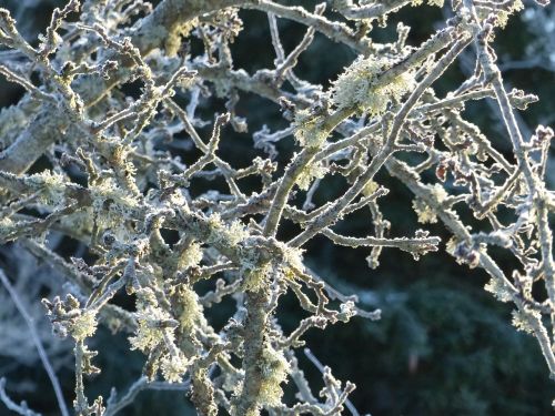 apple tree branches winter