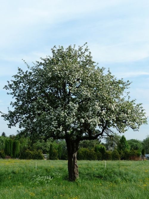 apple tree tree apple blossom