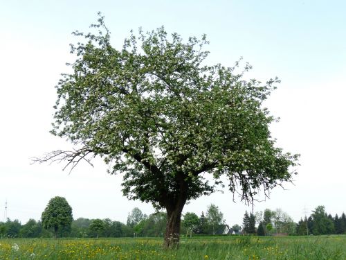 apple tree tree apple blossom