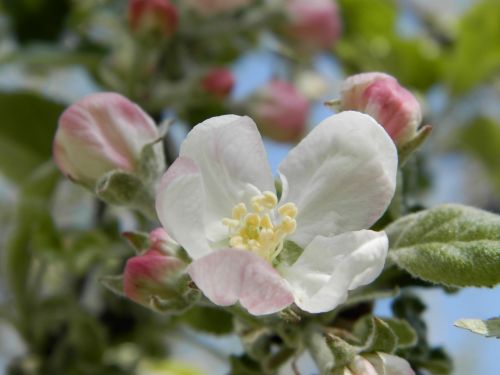 apple tree flower spring