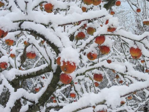 apple tree snow red