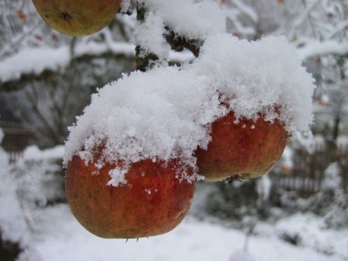 apple tree snow red