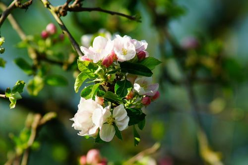 apple tree apple blossom spring