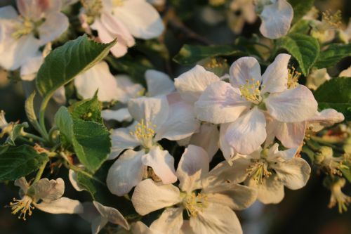 apple tree blossom bloom