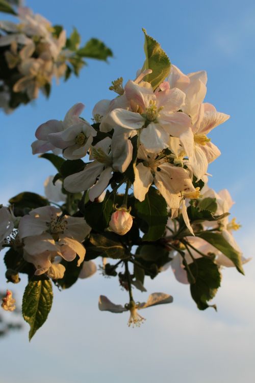 apple tree blossom bloom