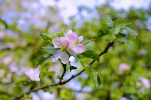 apple tree spring orchard