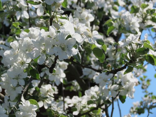 apple tree flowers white