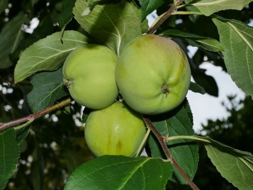 apple tree green fruit
