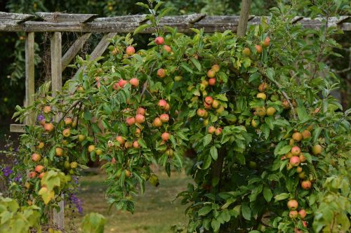 apple tree apple ripe