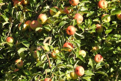 apple tree apple fruit