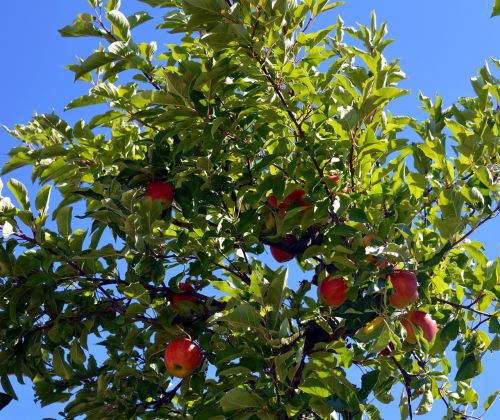 apple tree tree apple