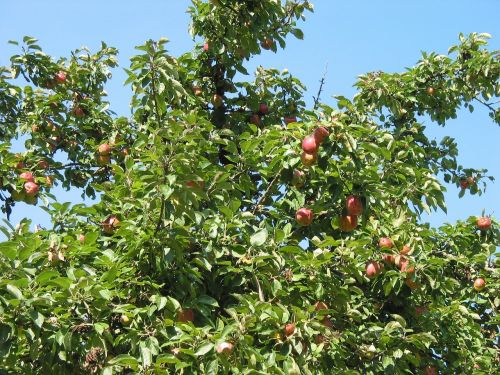 apple tree crown fruit