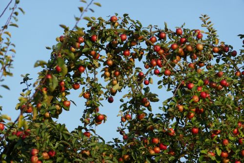 apple tree apple tree