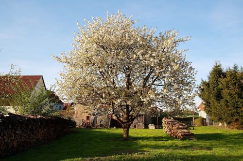 apple tree tree meadow