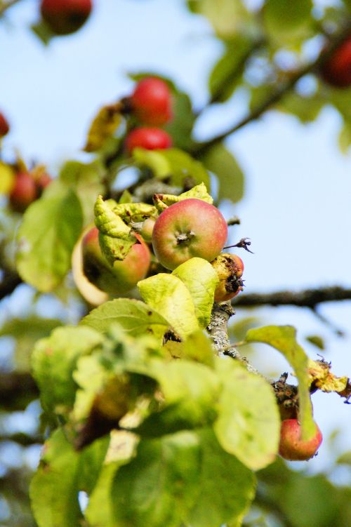 apple tree apple autumn