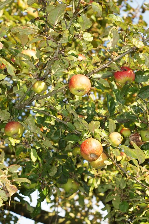 apple tree apple leaves