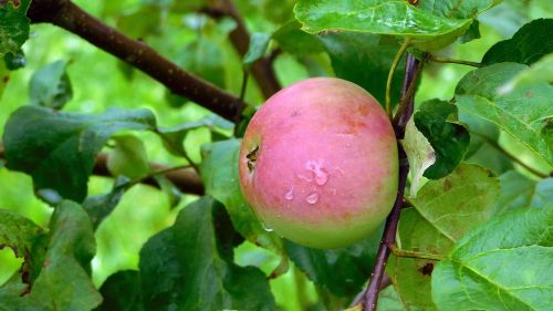 apple tree harvest krupnyj plan